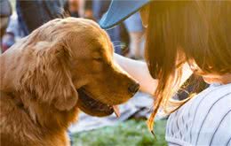 这些亲密举动，狗子做得越多，越证明你重要