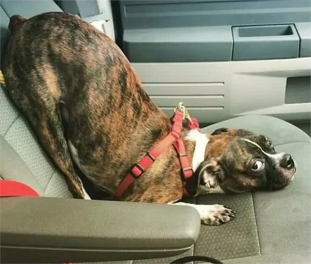 养好拳狮犬，你不可不知道的小秘密