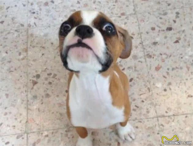 养好拳狮犬，你不可不知道的小秘密