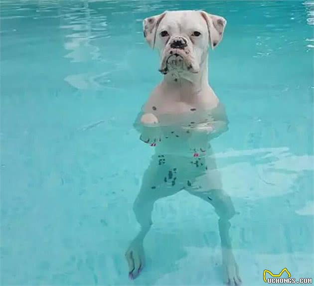 养好拳狮犬，你不可不知道的小秘密