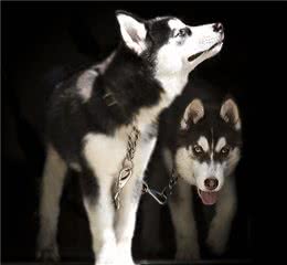 狗真能通灵，看见我们看不见的“东西”吗？科学研究：确实如此