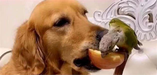 这些“人食”不适合金毛犬吃，吃了只会影响它们的健康