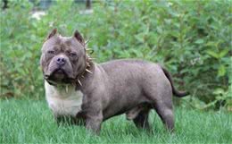 美国恶霸犬多少钱一只