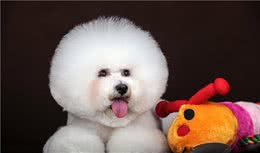 最伤比熊犬的七种饲养方式，种种都会要它命