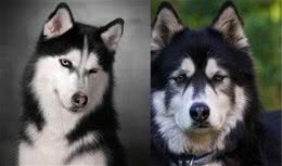 这三对常见的宠物犬，你能分的清吗？堪称宠物犬中的双胞胎