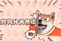 狗狗的分离焦虑症