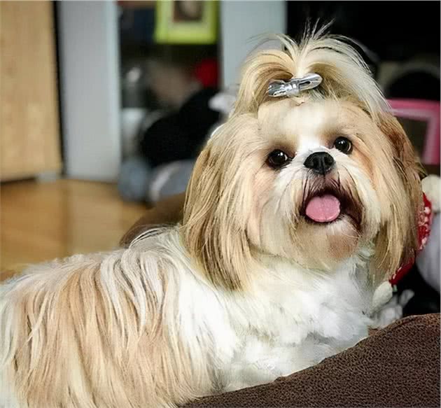 你没见过这些狗狗？你说不认识，我惊呆了