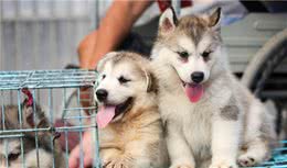 谨记！选购幼犬时，请牢记这些秘诀，否则必吃大亏