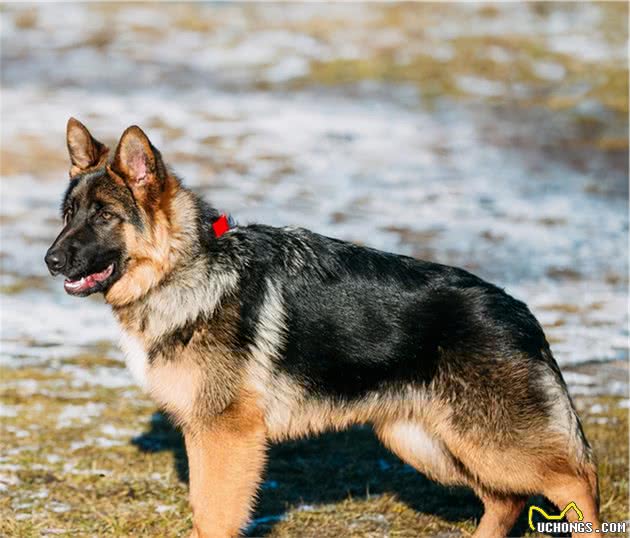 德国牧羊犬的5个“怪癖”，你家的占几样了？