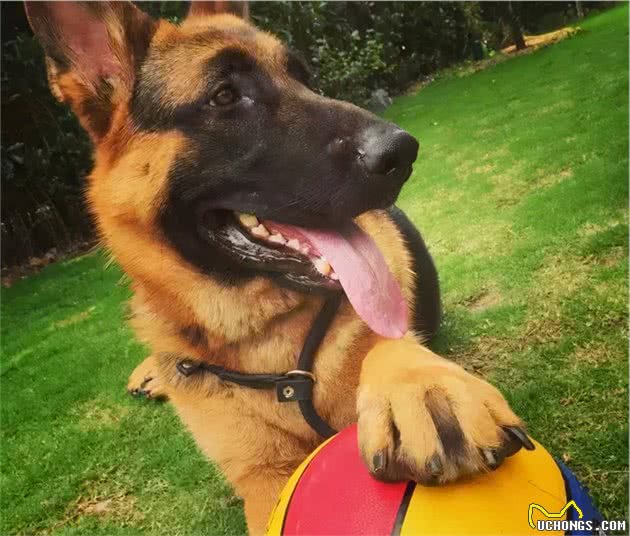 德国牧羊犬的5个“怪癖”，你家的占几样了？