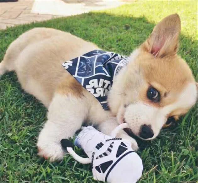 养柯基犬的痛，只有养过的宠主才懂
