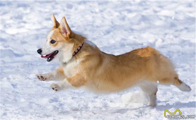 养柯基犬的痛，只有养过的宠主才懂