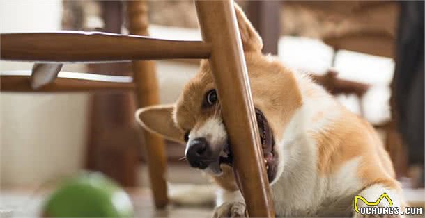 养柯基犬的痛，只有养过的宠主才懂