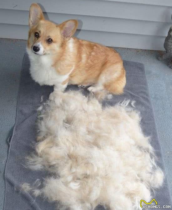 养柯基犬的痛，只有养过的宠主才懂