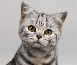 宠物猫的品种介绍