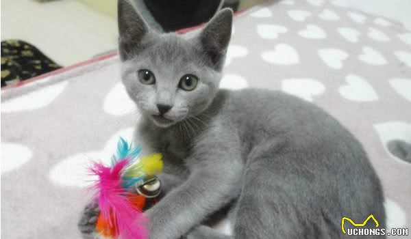 对猫毛过敏又想养猫，不如养些不易掉毛的猫，说不定有你中意的！
