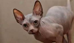 对猫毛过敏又想养猫，不如养些不易掉毛的猫，说不定有你中意的！