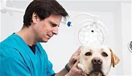 秋季养狗，掌握5大禁忌事项，希望你能为爱犬做好准备