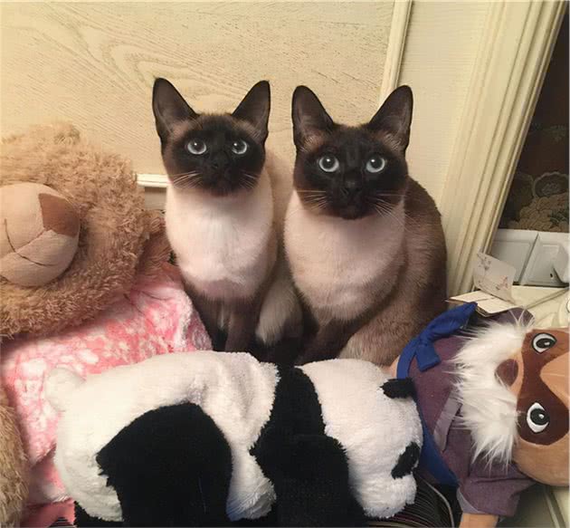 被惯坏的暹罗猫，会有这些表现，你家猫中了几个？