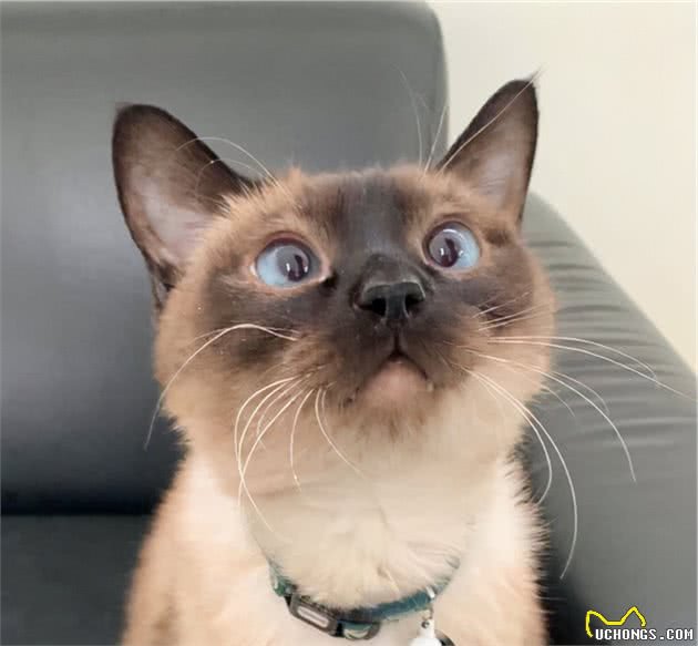 被惯坏的暹罗猫，会有这些表现，你家猫中了几个？