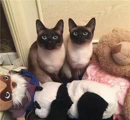 被惯坏的暹罗猫，会有这些表现，你家猫中了几个？