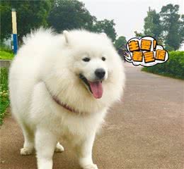 你家狗狗走路是内八还是外八？哪种是有问题的？