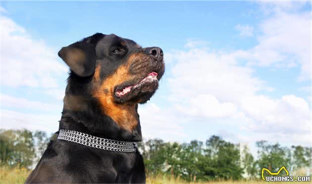 很值得养的罗威纳犬，随便说几个优点，都能让你心动