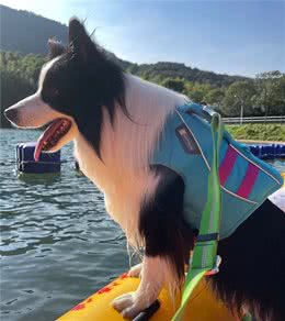 狗狗胃不舒服不吃东西，怎么办？