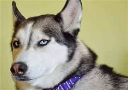 辟谣：哈士奇并不是最像狼的狗，跟狼基因最接近的是日本柴犬