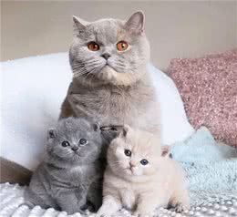 大家都爱的英国短毛猫？清楚了以下这六点，养一只都不够