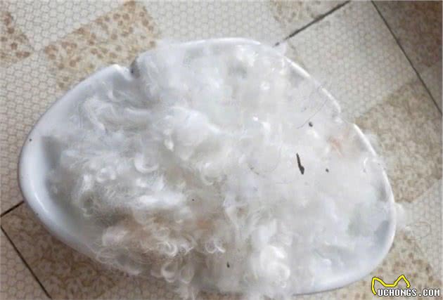 铲屎官薅狗毛？为给喜鹊筑一个温暖的巢，主人竟把比熊的毛都剪了