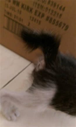 猫咪麒麟尾是咋回事？恭喜你，好运上门了！
