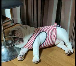 狗狗吃完饭后躺下就睡着，嘴巴张着老大还含着钢圈，能睡舒服吗？