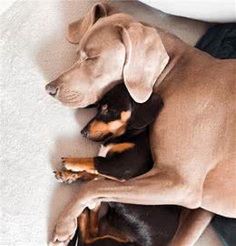 魏玛犬从小“怕狗”，小狗都能欺负它，有幸结识腊肠犬，帮它撑腰