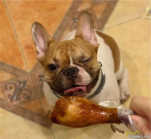 法国斗牛犬都有哪些颜色？