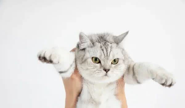 炎炎夏日如何帮助猫咪防暑降温？铲屎官们一定要牢记这5种方法
