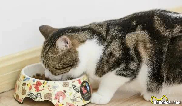 炎炎夏日如何帮助猫咪防暑降温？铲屎官们一定要牢记这5种方法