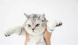 炎炎夏日如何帮助猫咪防暑降温？铲屎官们一定要牢记这5种方法