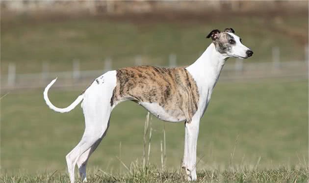 寻根问祖系列（89）：惠比特犬（Whippet）