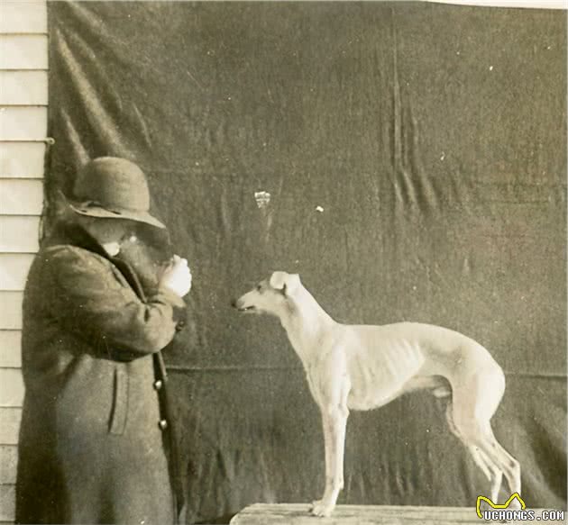 寻根问祖系列（89）：惠比特犬（Whippet）