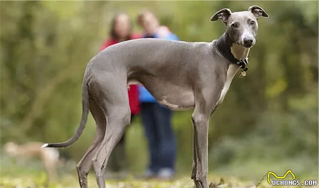 寻根问祖系列（89）：惠比特犬（Whippet）