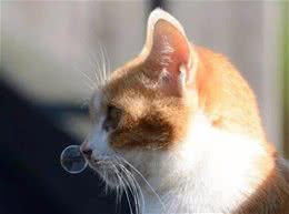 猫咪过冬还行不行了？不备点药？补充点营养？