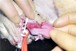 猫咪嘴巴怎么了，这些口腔疾病要知道