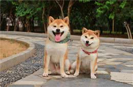 柴犬幼犬期该如何喂养？