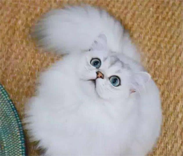想要把猫养得漂亮，光吃好喝好可不行，这些细节也很重要
