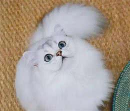 想要把猫养得漂亮，光吃好喝好可不行，这些细节也很重要