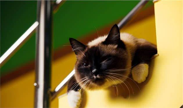 这5个品种的猫咪，可爱粘人又忠诚