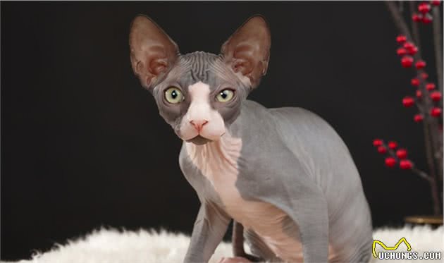 这5个品种的猫咪，可爱粘人又忠诚