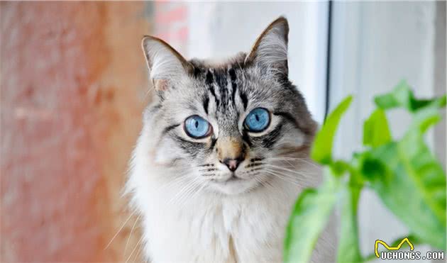 这5个品种的猫咪，可爱粘人又忠诚