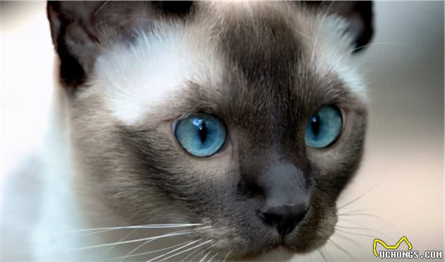 这5个品种的猫咪，可爱粘人又忠诚